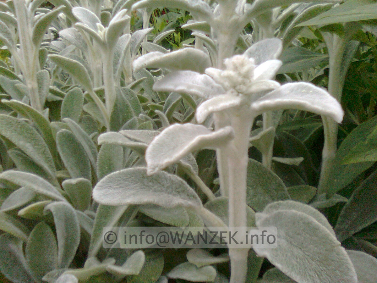Stachys lanata Silver Carpet.jpg